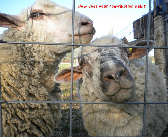 Holly's hope Walk for Ontario Farm Sanctuaries