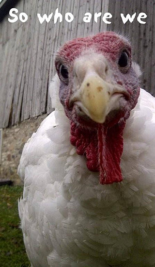 Holly's Hope, Walk for Ontario Farm Animals