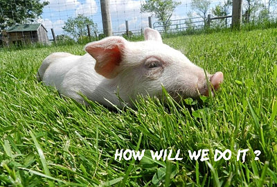 Holly's hope, Walk for Ontario Farm Animals