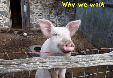 Holly's Hope Walk for Ontario Farm Sanctuaries