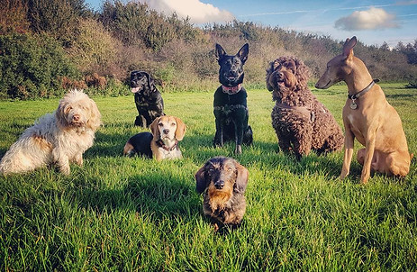 doggies packwalk group dogwalker walks dogsitter doggy daycare dog creche hondenopvang dagopvang uitlaten