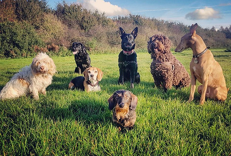 doggies packwalk group dogwalker walks dogsitter doggy daycare dog creche hondenopvang dagopvang uitlaten
