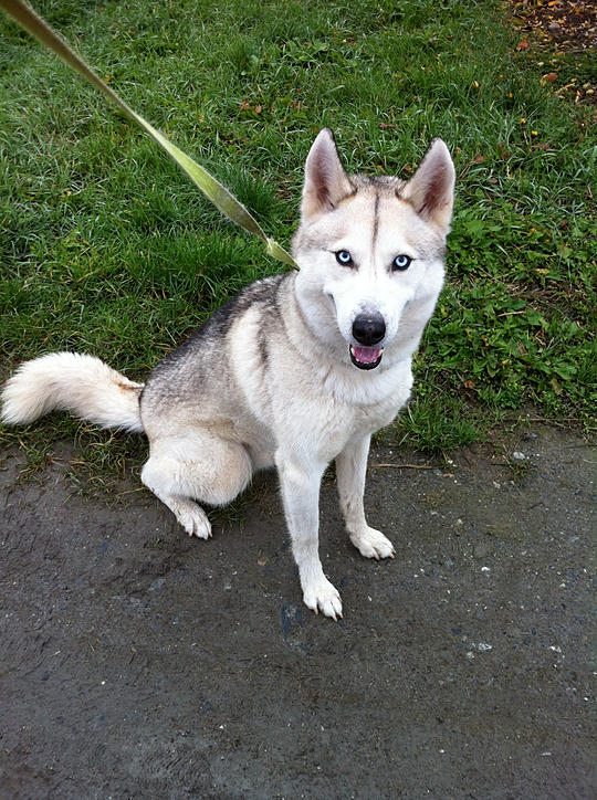 LORCA, Husky (m), né le 17.11/09 ok congénères très vif REFU Suisse ADOPTE A8acf5_4e72081249a6491a9ff94e847e282f6a.jpg_srb_p_1340_724_75_22_0.50_1.20_0