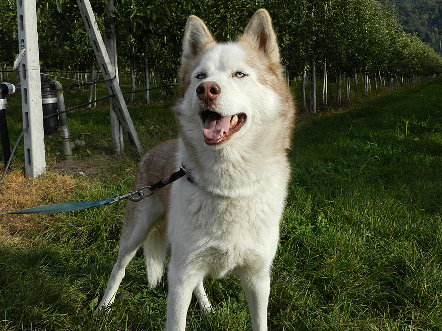 CALI, Husky (m), né le 08.07.2007 REFU Suisse A8acf5_916bc9e22b994adeb732373be67002ba.jpg_srz_p_890_667_75_22_0.50_1.20_0