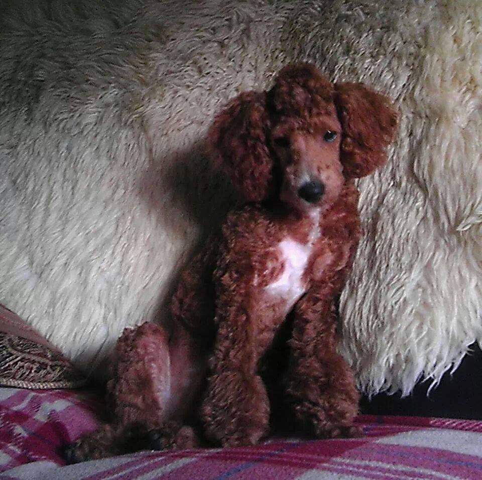 Maria's Red Poodles, miniature red poodles for sale in Michigan
