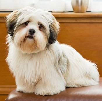 lhasa apso tudo sobre cachorros