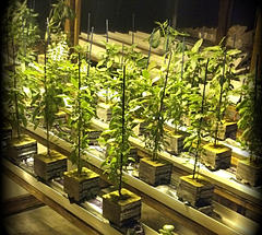 Stop by Surely Grow and tour our display gardens.