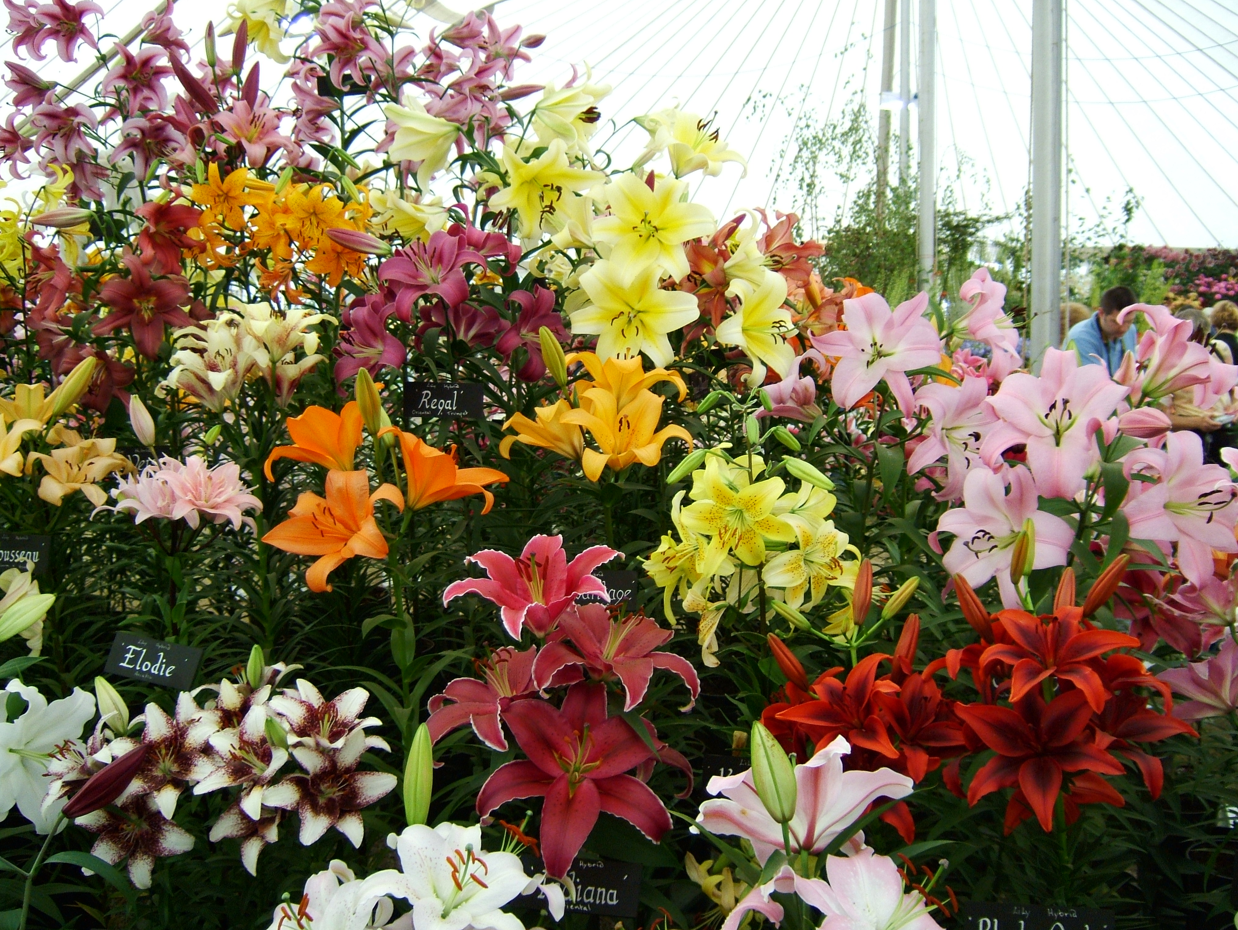 plantas toxicas jardim:Different Flower Gardens with Lilies plantas toxicas jardim:Different Flower Gardens with Lilies