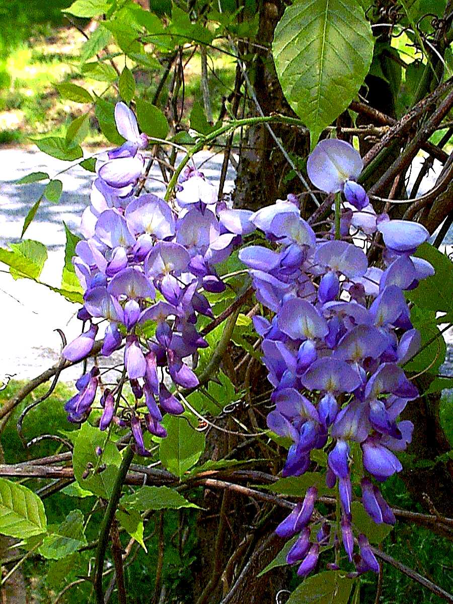 plantas toxicas jardim:Bush Wisteria Plant plantas toxicas jardim:Bush Wisteria Plant