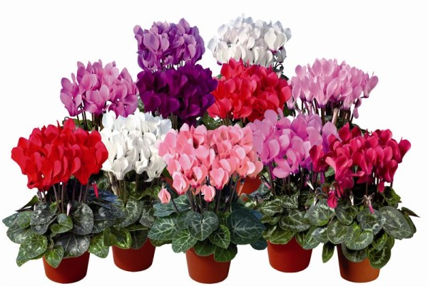plantas toxicas jardim:Plantas tóxicas para cães que você pode ter em seu jardim plantas toxicas jardim:Plantas tóxicas para cães que você pode ter em seu jardim