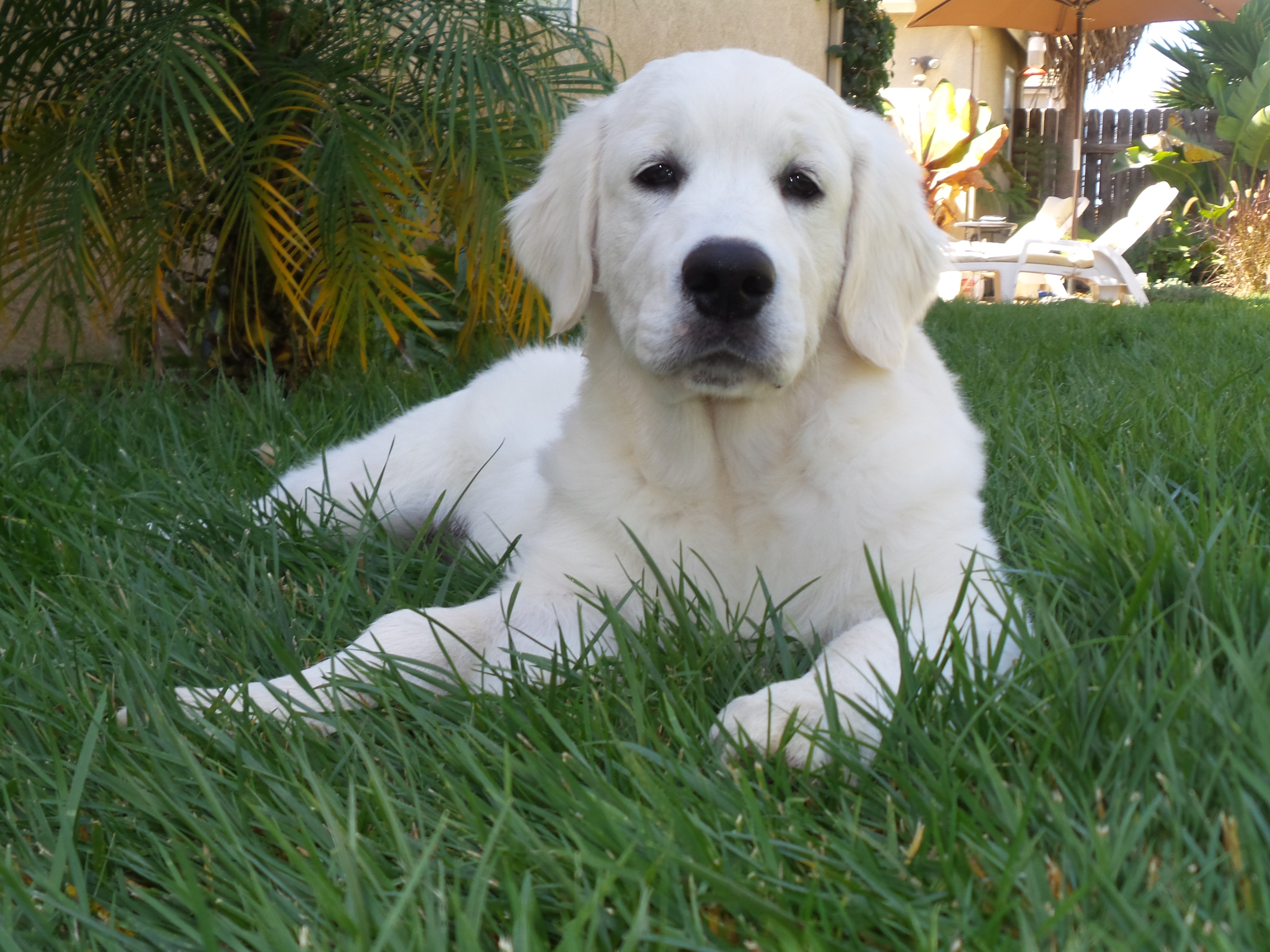 white golden retriever puppies for sale southern california golden retriever s for sale breeds picture white golden retriever puppies for sale southern california golden retriever s for sale breeds picture