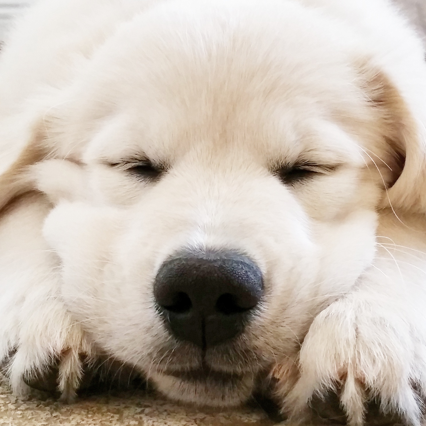 chion golden retriever puppies golden retriever puppy pictures breeds picture chion golden retriever puppies golden retriever puppy pictures breeds picture