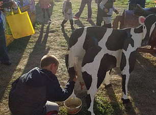 Milking Cows