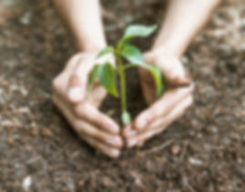 PLANTING.jpg