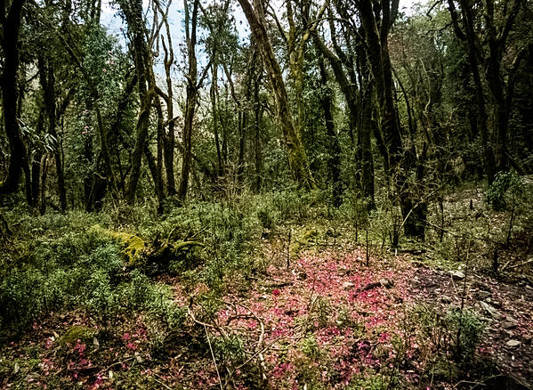 Etapa 3: Low Camp - High Camp - Ghandruk - A solas por Nepal. (3)