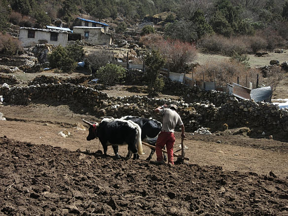 A solas por Nepal. - Blogs de Nepal - Etapa 10: Pheriche - Namche (3)