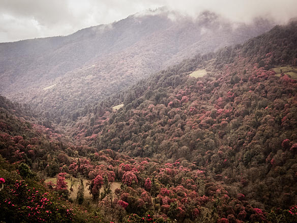 Etapa 2: Ghorepani - Poon Hill - Birethanti - A solas por Nepal. (3)