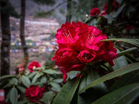 A solas por Nepal. - Blogs de Nepal - Etapa 11: Namche - Lukla (1)