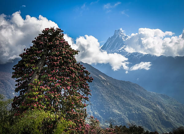 Etapa 1: Ghandruk - Ghorepani (Poon Hill Trek) - A solas por Nepal. (2)