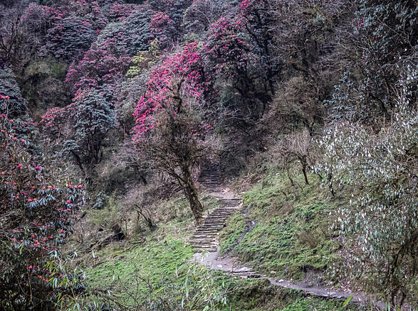 Etapa 1: Ghandruk - Ghorepani (Poon Hill Trek) - A solas por Nepal. (3)