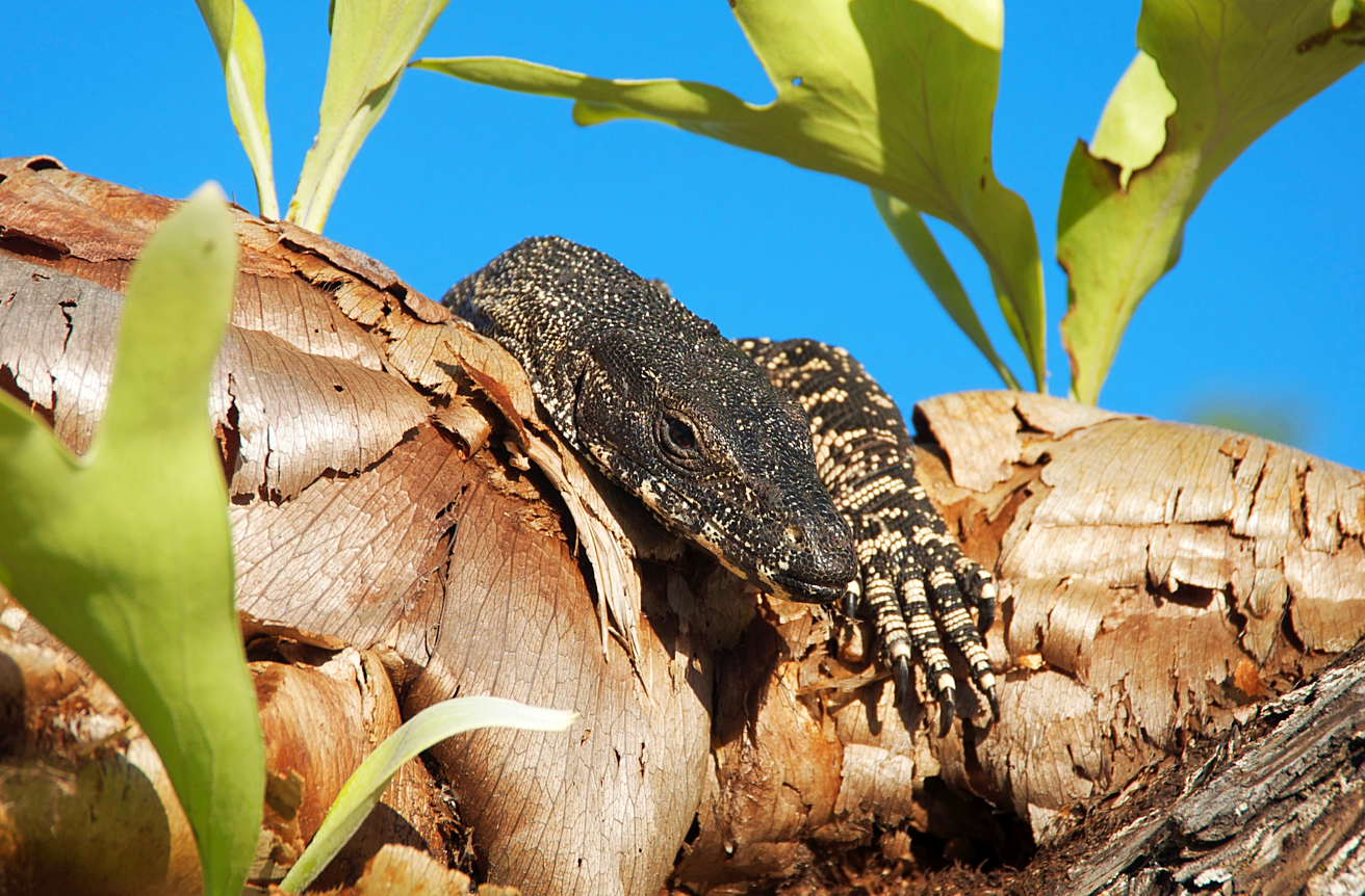 MultiDay Kayak Trips in Whitsundays, Australia Coral Sea Kayaking