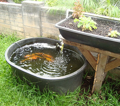 Patrick: Aquaponic gardening hawaii