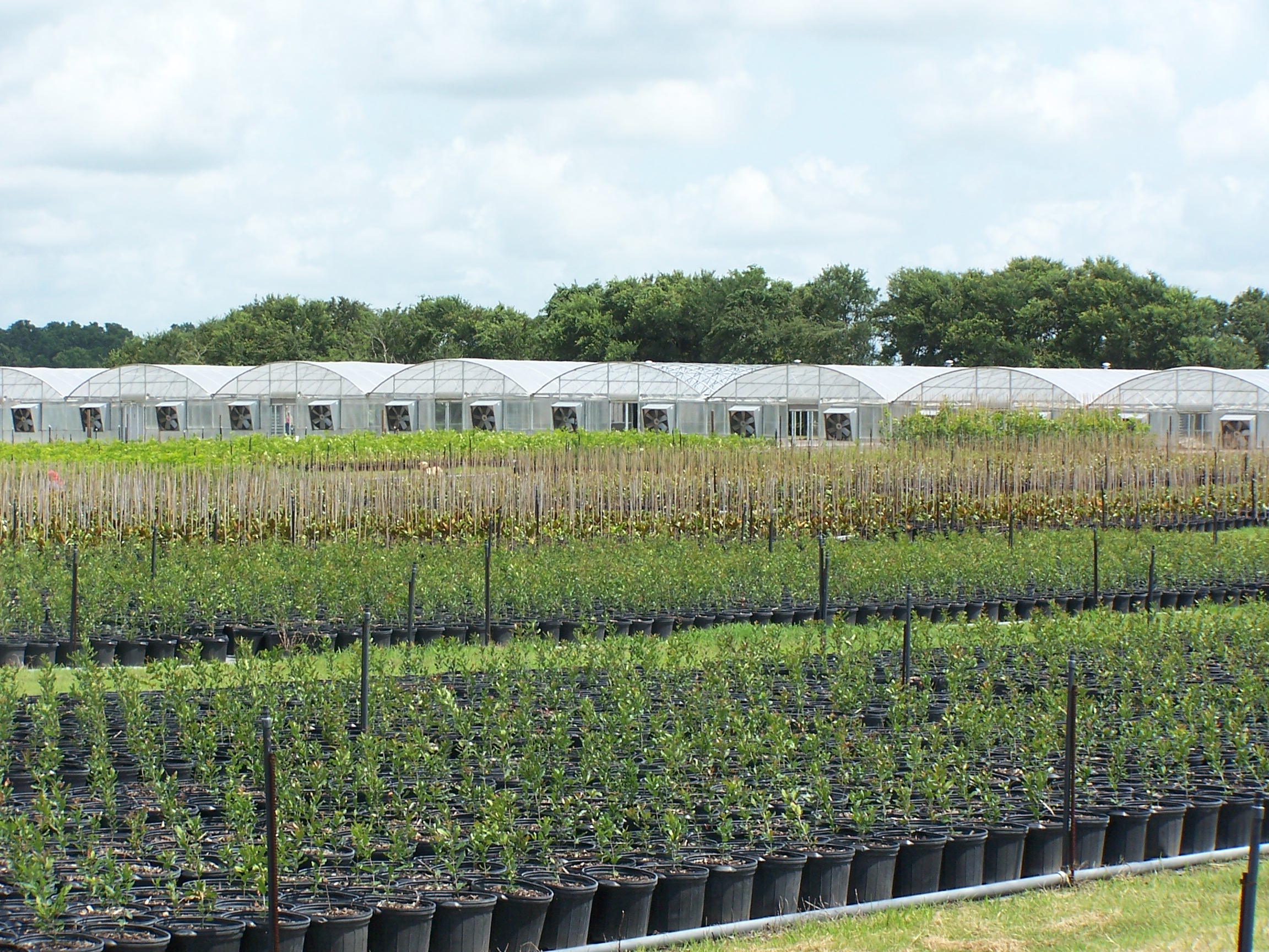 Treetown Usa Whole Tree Plant Farm About Us Tree Town Usa