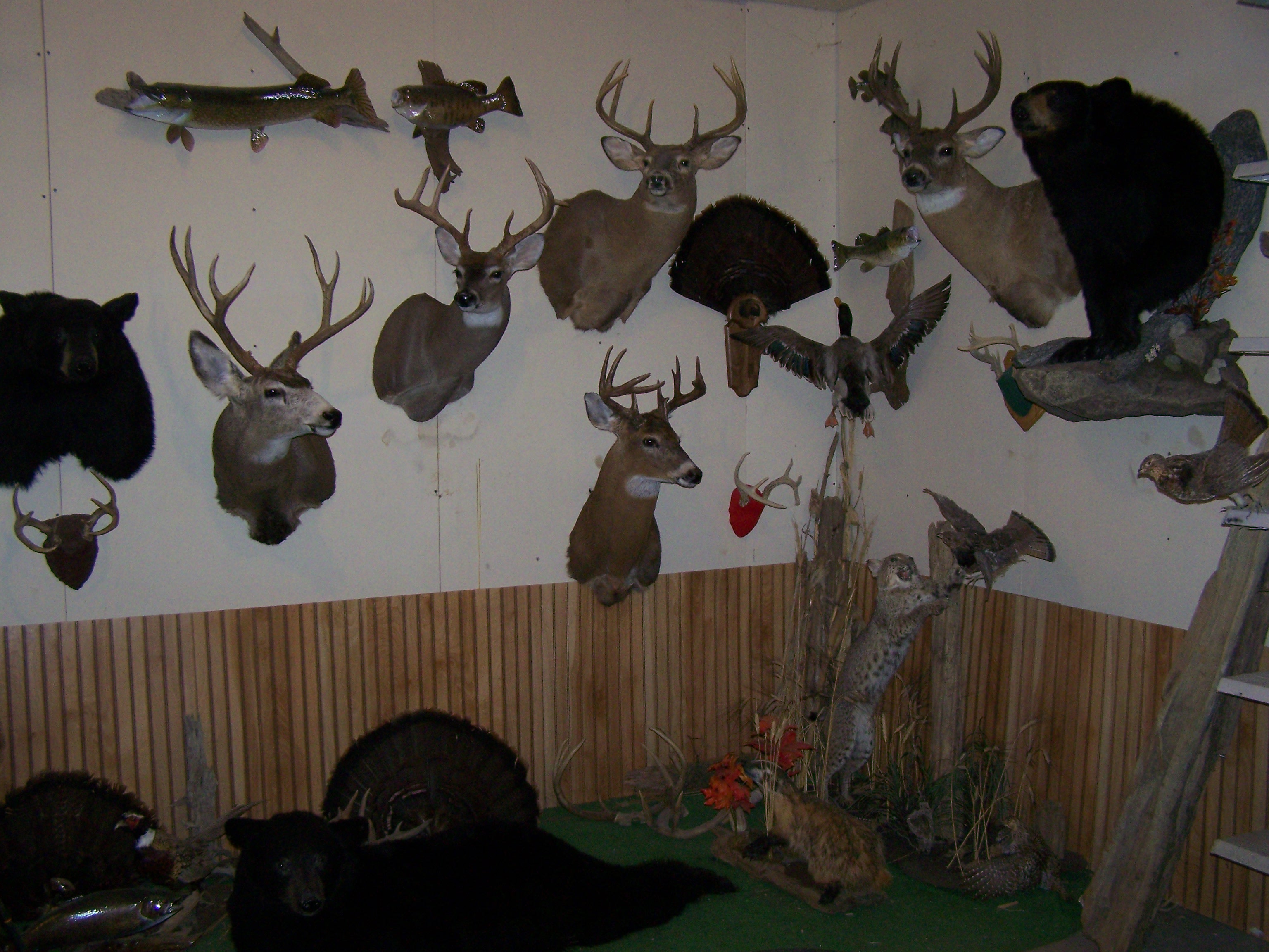 North West Wisconsin Institute of Taxidermy, taxidermy school, Wi. Min