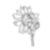 original%20sunflower_edited.png
