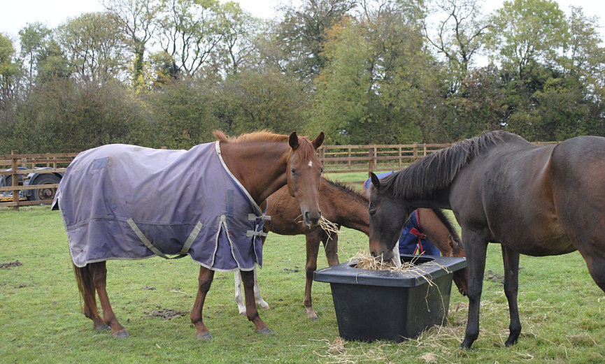 Horse Hay Feeder, corner, hay saver, slow feeder, UK manufactured