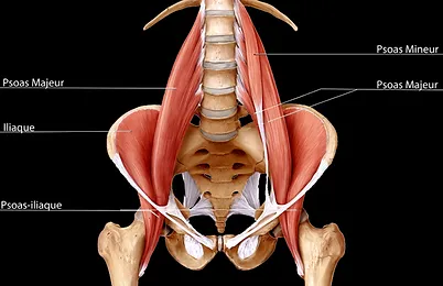 Résultat de recherche d'images pour "muscle iliaque"