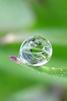 Deko Tropfen auf Blatt_7079122_XS.jpg