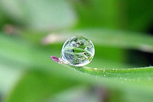 Deko Tropfen auf Blatt_7079122_XS.jpg