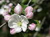 Apfelblüte.jpg