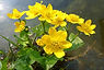 sumpfdotterblume.jpg