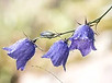 glockenblume.jpg