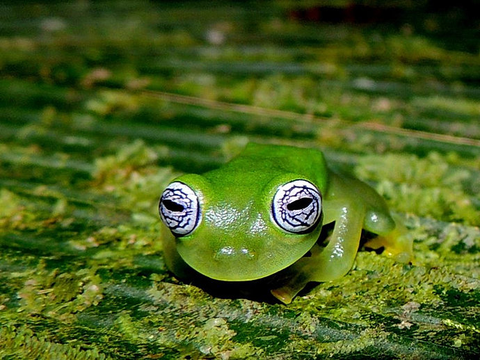Ranas de Costa Rica