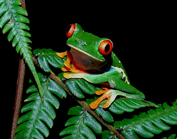 Ranas de Costa Rica