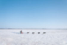Dog Sledding