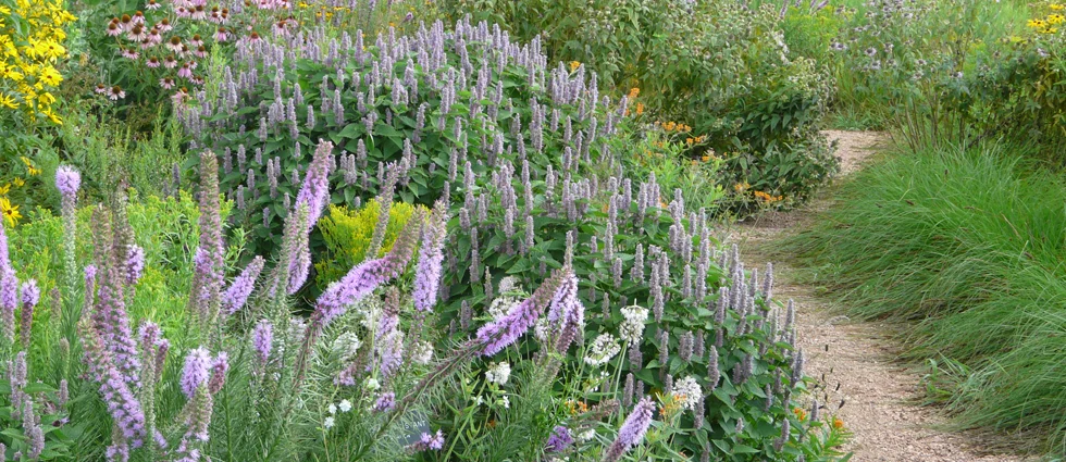 American Natives American Natives Is The Whole Division Of Prairie Nursery An Elished Leader In Native Plant Industry For More Than 40 Years