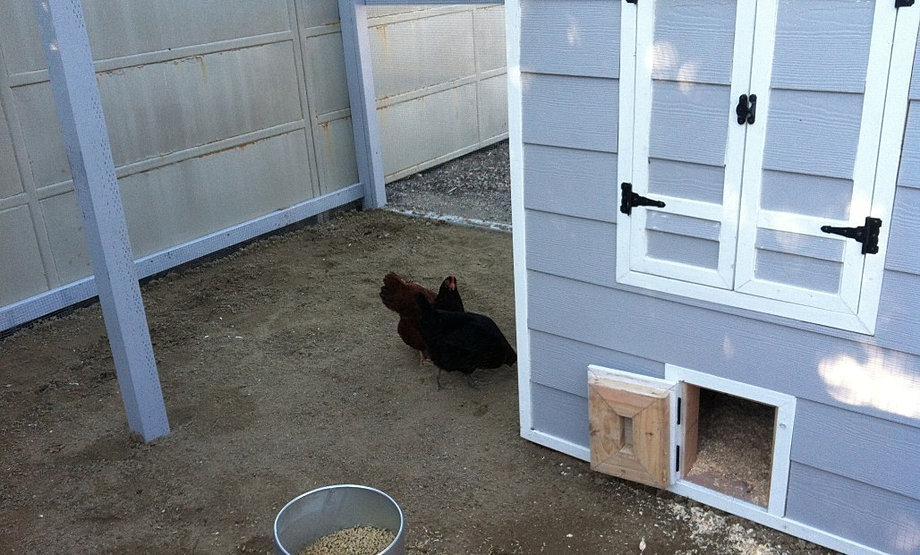 Custom Chicken Coops