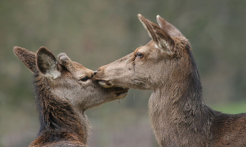 Headerfoto_image19735_Rotwild_Astrid-Bri