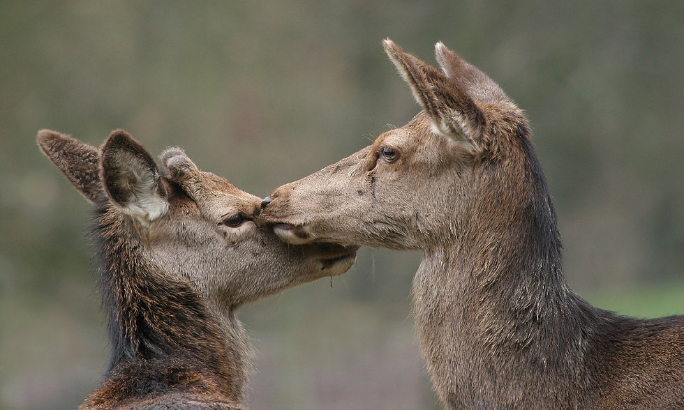Headerfoto_image19735_Rotwild_Astrid-Bri