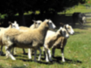 See sheep farming on Roselands Offroad Waitomo Atv Adventure