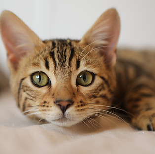 cat-4262034_1920.jpg