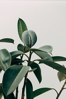 Green Leaf