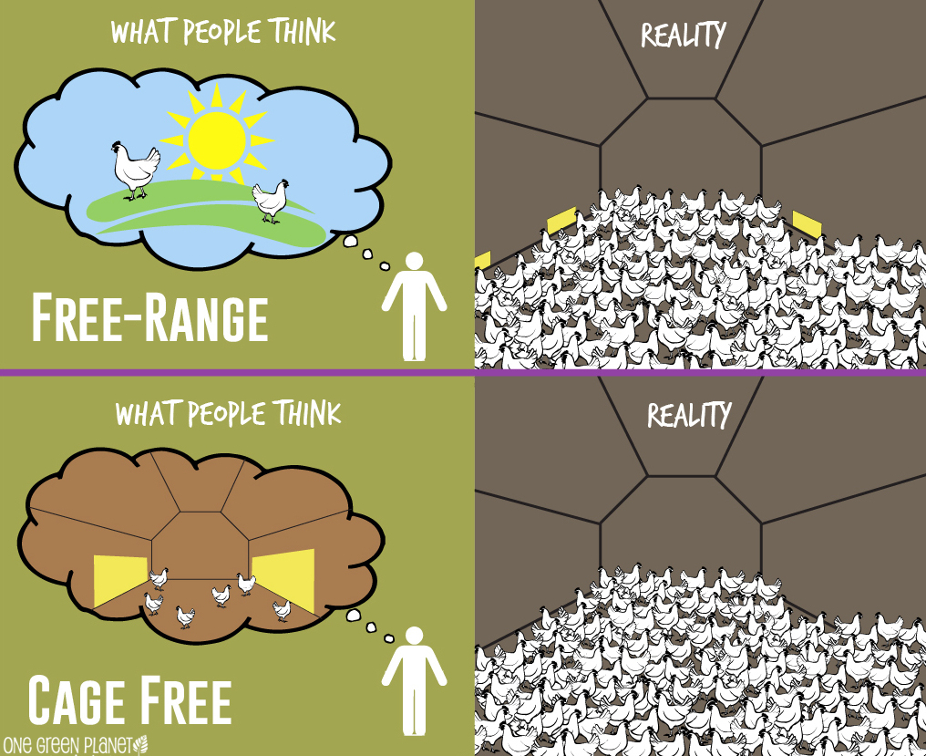 free run vs cage free free run vs cage free