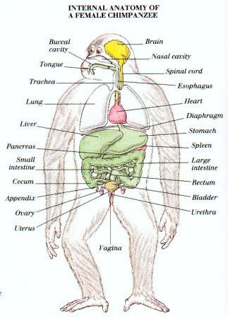 read sex steroids and bone