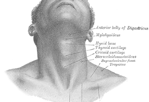 winchestersings how your voice works how your voice works