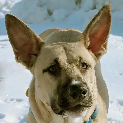 dog sat at the shelter for months unwanted now life couldn t be